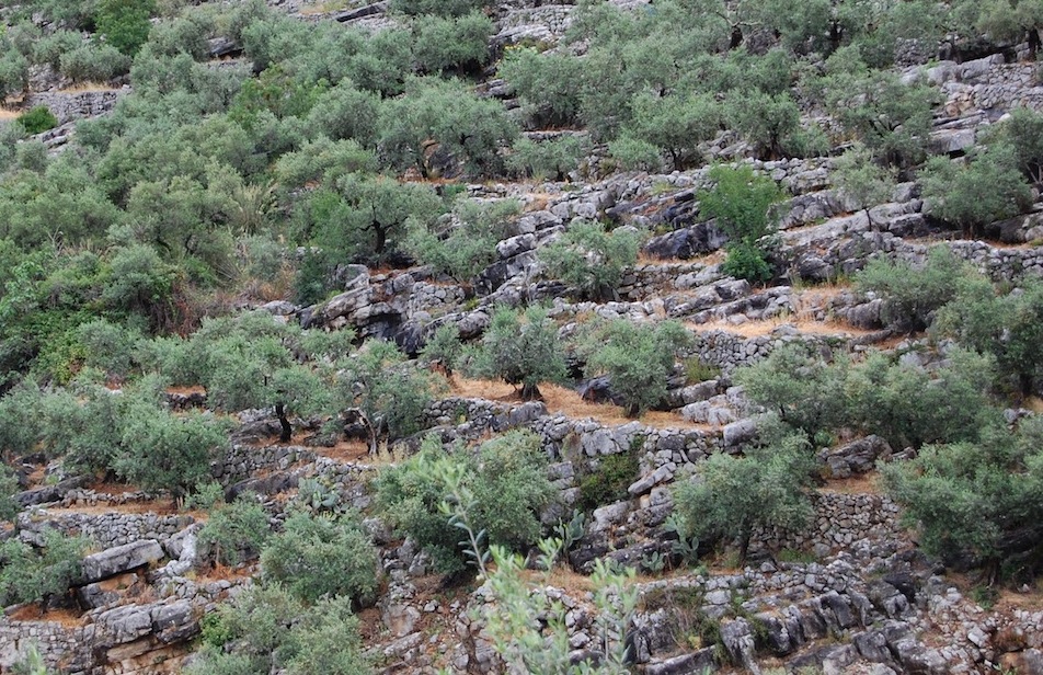 I suggestivi uliveti terrazzati di Vallecorsa 