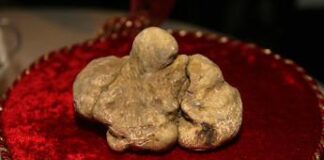 Passione tartufi, i funghi più pregiati che fanno bene alla salute