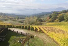 Goleto, Greco di tufo DOCG. Eccellenza d’Irpinia sul “Wine Specialists Journal” Vigneti Greco di Tufo DOCG, ph. Simona Servillo