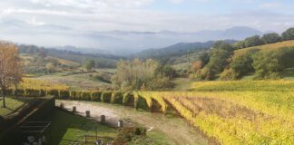 Goleto, Greco di tufo DOCG. Eccellenza d’Irpinia sul “Wine Specialists Journal” Vigneti Greco di Tufo DOCG, ph. Simona Servillo