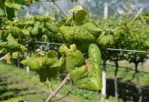 Flavescenza della vite: 1.500.000 euro dalla Regione Veneto a sostegno delle imprese agricole colpite dalla malattia Flavescenza dorata