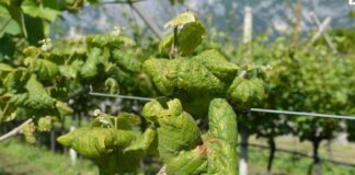 Flavescenza della vite: 1.500.000 euro dalla Regione Veneto a sostegno delle imprese agricole colpite dalla malattia Flavescenza dorata