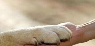 Report ‘Animali in città’: meno di 4 Comuni su 10 promossi nei servizi pet care