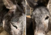 Asina ferita in centro Pet Therapy di Sovizzo: guardia zoofila indica pista del cacciatore. Guarda (EV): “Serve codice etico per la caccia” asina ferita sovizzo pettorina ordinanza spari