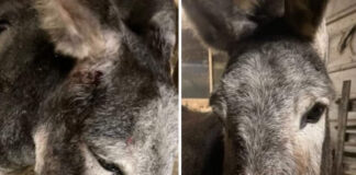 Asina ferita in centro Pet Therapy di Sovizzo: guardia zoofila indica pista del cacciatore. Guarda (EV): “Serve codice etico per la caccia” asina ferita sovizzo pettorina ordinanza spari