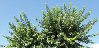 Mussolente, lo storico gelso di via Alighieri sarà abbattuto gelso di mussolente