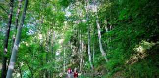 Il valore degli alberi, Walter Mauriello (presidente di Meritocrazia Italia): “Natura, turismo, cultura”