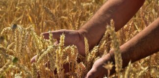 Lavoro e dignità nella visione di Meritocrazia Italia Meritocrazia Italia, lavoro e dignità