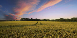 Voucher nel settore agricolo, Meritocrazia Italia: “Si punti a una più forte e non precaria contrattualizzazione del settore”