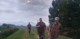 Ritorno del lupo, Formaggio (FdI) scatena polemica animalista Joe Formaggio caccia ritorno del lupo