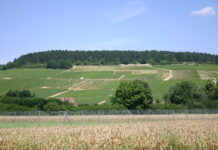 Bordeaux Blanc e Chablis al Wine Lab con “Wine Specialists Journal” Vigneti di Chablis in Francia al Wine Lab