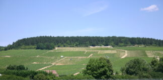 Bordeaux Blanc e Chablis al Wine Lab con “Wine Specialists Journal” Vigneti di Chablis in Francia al Wine Lab