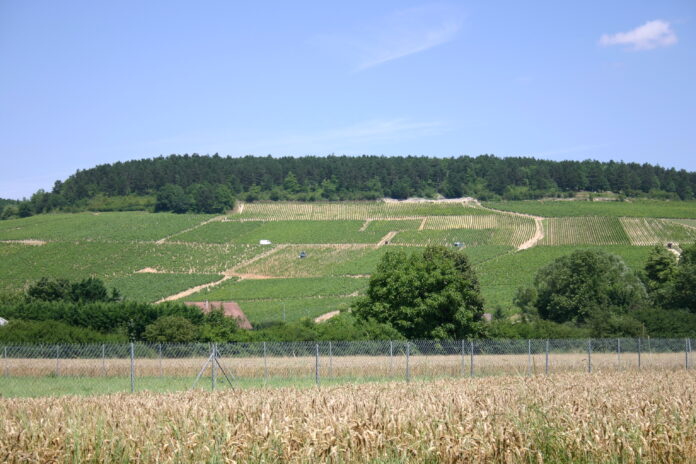 Vigneti di Chablis in Francia al Wine Lab