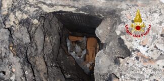 Gatto caduto in canna fumaria non utilizzata a Sandrigo: salvato dai vigili del fuoco gatto caduto