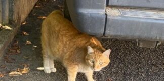 Oasi felina Vicenza, pronta la variante urbanistica per realizzarla di fronte al canile