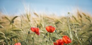 Nuova Politica Agricola Comune, Meritocrazia Italia: “Luci e ombre” Nuova Politica Agricola Comune