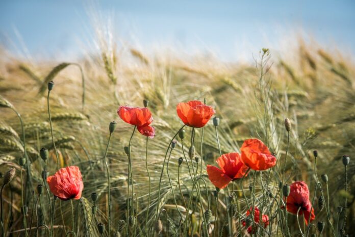 Nuova Politica Agricola Comune