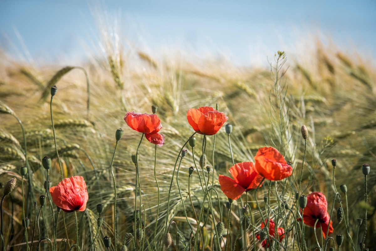 Nuova Politica Agricola Comune