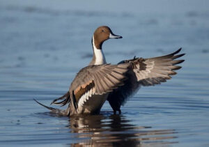 uccelli acquatici