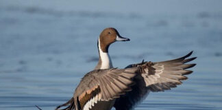Caccia uccelli acquatici in Veneto, il Tar boccia la Regione. Zanoni (PD): “Batosta per la Giunta Zaia” uccelli acquatici
