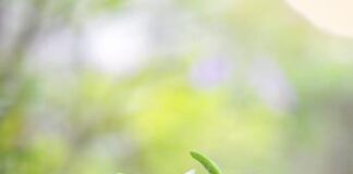 Atlante delle Foreste, oltre 2,4 mln di alberi piantati in Italia nel 2023