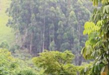 Foreste, quali specie arboree per un clima più fresco? Lo studio