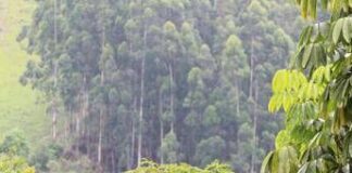 Foreste, quali specie arboree per un clima più fresco? Lo studio