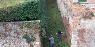 Capriolo libero in centro a Vicenza: catturato e messo al sicuro da Polizia Provinciale e Vigili del Fuoco capriolo vicenza