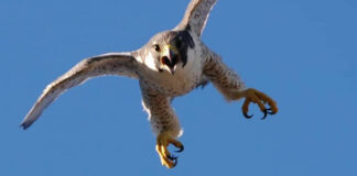 Malo, falchi addestrati per ridurre la presenza di colombi negli edifici del centro falchi malo colombi