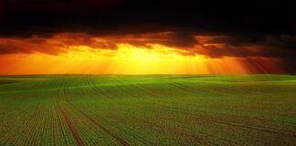 Agricoltura conservativa, Meritocrazia Italia: “Strategie di tutela ambientale” agricoltura