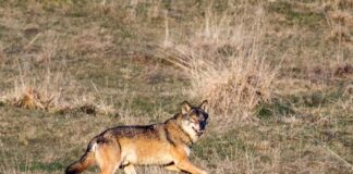 Lupo. Amministratori vicentini a Palazzo Balbi. Corazzari e Ciambetti: “La Regione è al fianco dei sindaci” lupo, la regione veneto a fianco dei comuni vicentini lupi vicenza