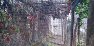 Posina: Polizia della Provincia di Vicenza smantella un tunnel-trappola per la cattura di uccelli. Denunciato 82enne tunnel trappola posina