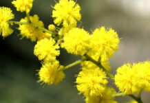 Rifondazione Comunista Vicenza: “No al sacrificio dei lavoratori e alla propaganda di guerra” rifondazione vicenza