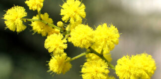 Rifondazione Comunista Vicenza: “No al sacrificio dei lavoratori e alla propaganda di guerra” rifondazione vicenza