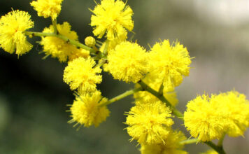 Rifondazione Comunista Vicenza: “No al sacrificio dei lavoratori e alla propaganda di guerra” rifondazione vicenza
