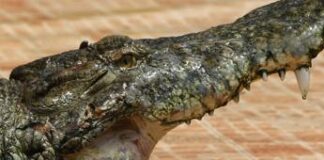 Catturato coccodrillo mangia uomini
