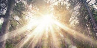 Foreste e biodiversità, quanto costa creare un nuovo bosco