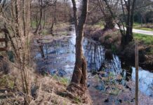 Risorgive del Bacchiglione, ecco da dove arriva l’acqua che beviamo. E dove vedere la biodiversità Le risorgive del Bacchiglione. Foto: Marta Cardini