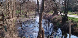 Risorgive del Bacchiglione, ecco da dove arriva l’acqua che beviamo. E dove vedere la biodiversità Le risorgive del Bacchiglione. Foto: Marta Cardini