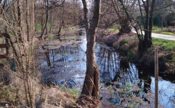 Risorgive vicentine, al via un corso gratuito tra teoria e uscite sul campo promosso da Ipa Risorgive e Comitato Bressanvido Le risorgive del Bacchiglione. Foto: Marta Cardini