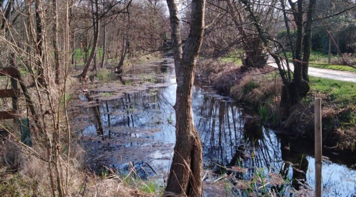 Risorgive vicentine, al via un corso gratuito tra teoria e uscite sul campo promosso da Ipa Risorgive e Comitato Bressanvido Le risorgive del Bacchiglione. Foto: Marta Cardini
