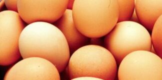 Salmonella, in Italia oltre 3mila casi l’anno: dove si trova e come evitarla