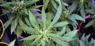 Schillaci: “Estratti cannabis usati come novel food, non autorizzati”