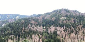 Bostrico in Veneto: incontri di informazione con Regione, UniPd e Veneto Agricoltura bostrico in veneto bosco