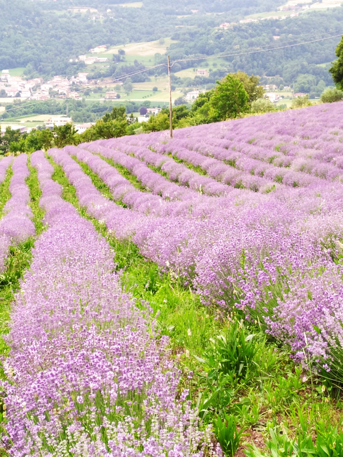 campo di lavanda