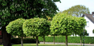 Verde urbano e qualità della vita Vicenza, la visione di Coalizione Civica Sinistra Verdi verde urbano