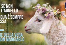 “Anche se non mangi l’agnello la Pasqua è sempre la stessa”, OIPA: “In nome della vera pace non mangiarlo” Agnello, campagna Oipa