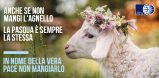“Anche se non mangi l’agnello la Pasqua è sempre la stessa”, OIPA: “In nome della vera pace non mangiarlo” Agnello, campagna Oipa