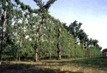 Asprinio di Aversa e Piedirosso, due DOP della Campania al Wine Specialists Journal Alberata aversana per Asprinio, credits AgroNotizie