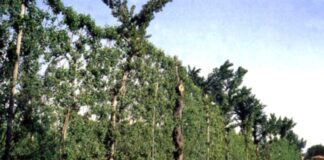 Asprinio di Aversa e Piedirosso, due DOP della Campania al Wine Specialists Journal Alberata aversana per Asprinio, credits AgroNotizie